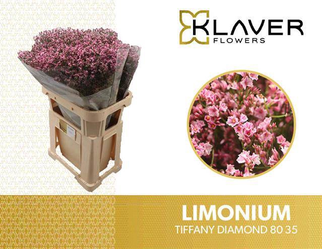 <h4>Limonium Tiffany Diamond Klaver</h4>