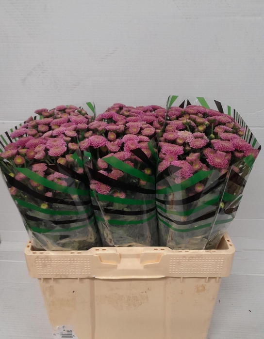 <h4>CHR SAN ELLISON</h4>