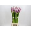 Zantedeschia Eydolls Purple White