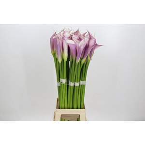 Zantedeschia Eydolls Purple White