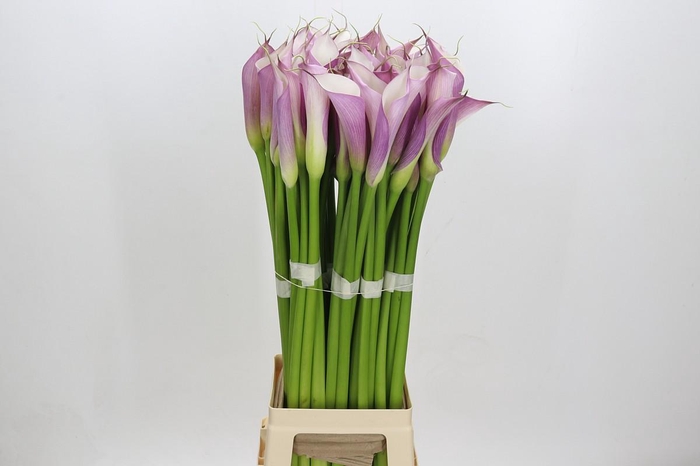 <h4>Zantedeschia Eydolls Purple White</h4>