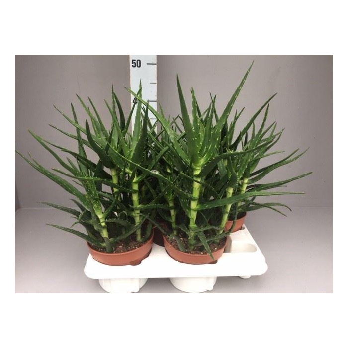 <h4>Aloe   ...</h4>