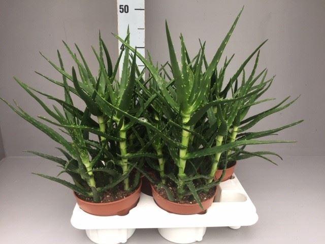 <h4>Aloe ...</h4>