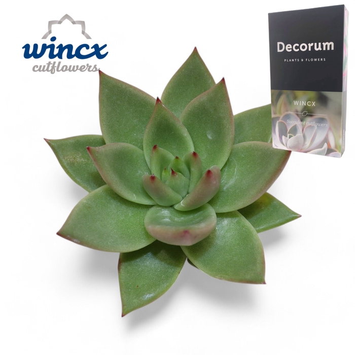 <h4>Echeveria Agavoides Cutflower Wincx-5cm</h4>