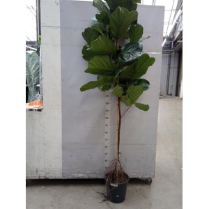Ficus lyrata
