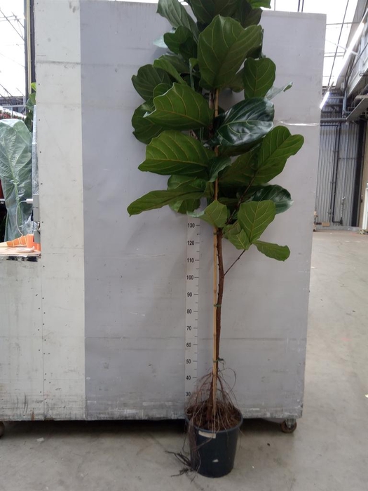 Ficus lyrata