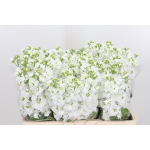 Matthiola Centrum White