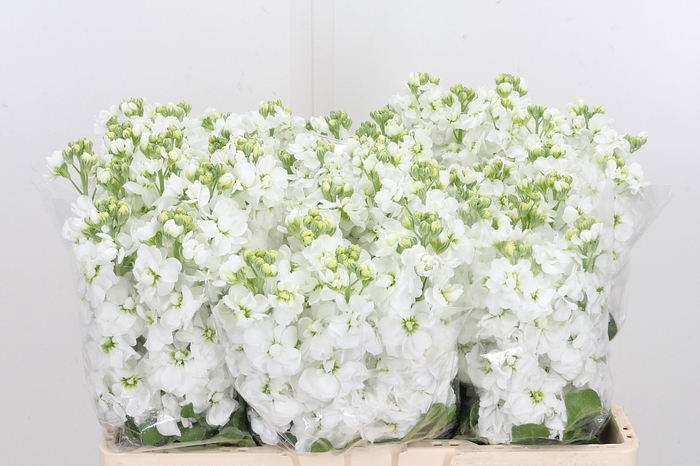 <h4>Matthiola Centrum White</h4>