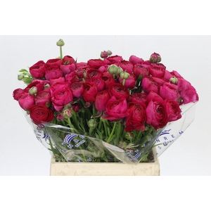 Ranunculus Clooney Passion Extra