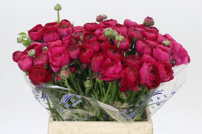 <h4>Ranunculus Clooney Passion Extra</h4>