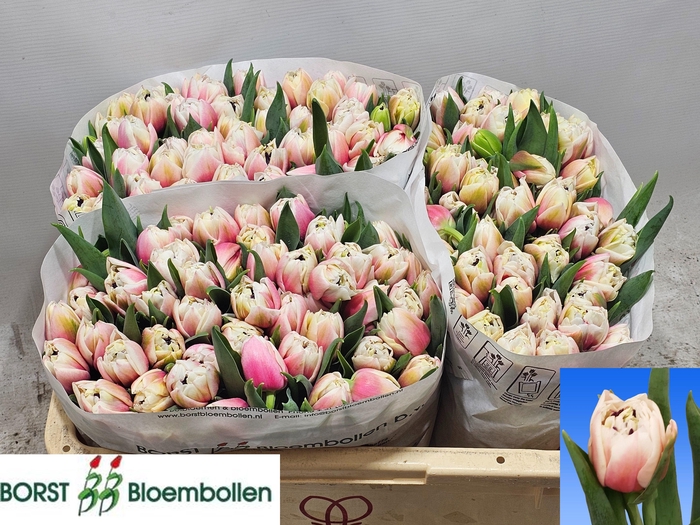 <h4>TU DU SAMBUCA</h4>