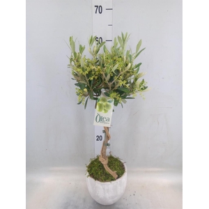 Arr.   Tuinplanten H%