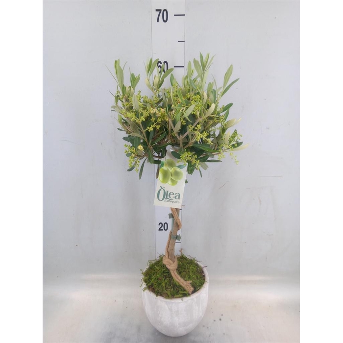 <h4>Arr.   Tuinplanten H%</h4>