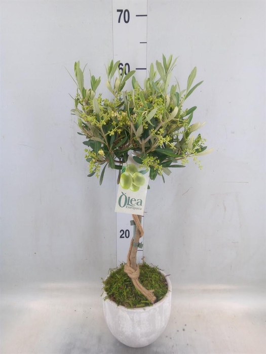 Arr.   Tuinplanten H%