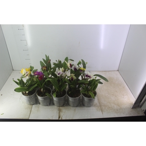 ORQUIDEA CATTLEYA MINI P12