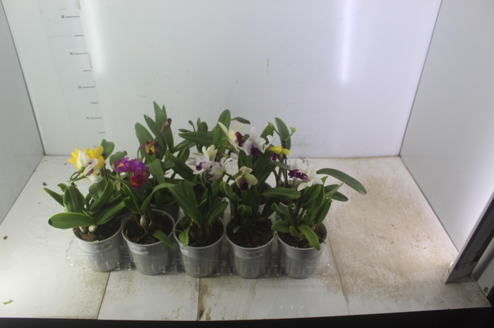 <h4>ORQUIDEA CATTLEYA MINI P12</h4>