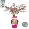 Acer palm. 'Extravaganza'