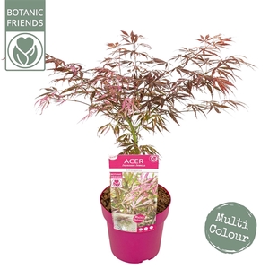 Acer palm. 'Extravaganza'