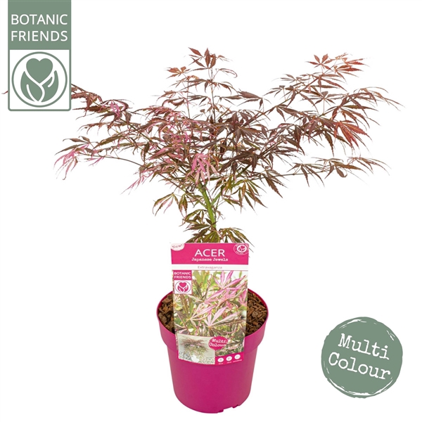 <h4>Acer palm. 'Extravaganza'</h4>
