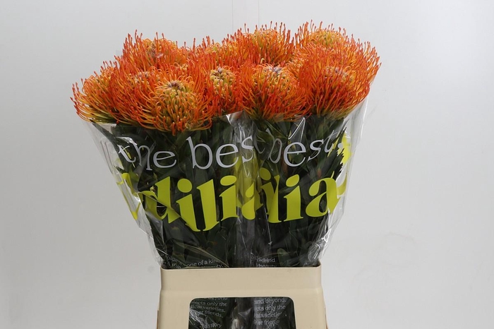 <h4>Nutans Ayoba Sun</h4>