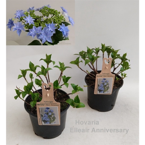 <h4>Hydrangea Hovaria Elleair Anniversary Garden 19cm</h4>