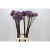 Allium Summer Drummer