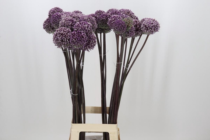 <h4>Allium Summer Drummer</h4>