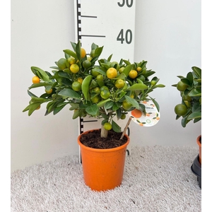 Citrus Calamondin medi-stem