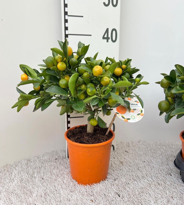 <h4>Citrus Calamondin medi-stem</h4>