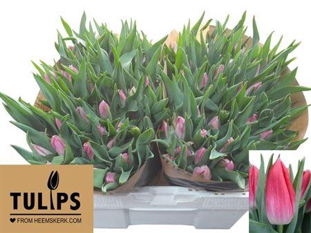 <h4>Tu En Bolroyal Pink</h4>