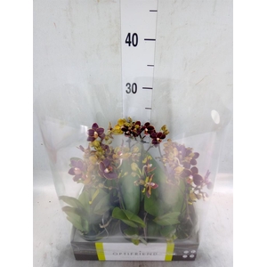 Phalaenopsis multi.   ...
