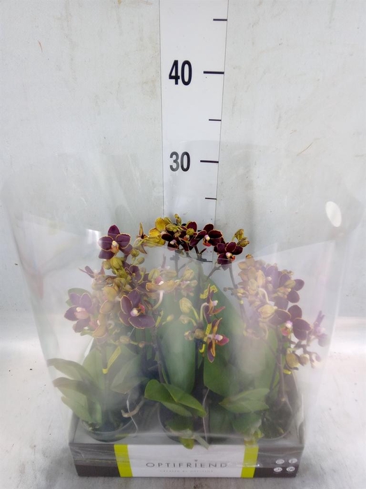<h4>Phalaenopsis multi.   ...</h4>