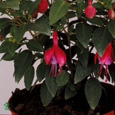 FUCHSIA SON OF THUMB