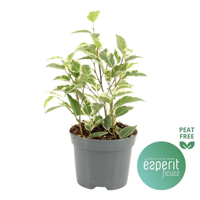 <h4>Ficus benjamina Petite Samantha®</h4>