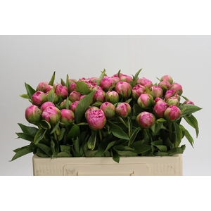 Paeonia Early Flamingo