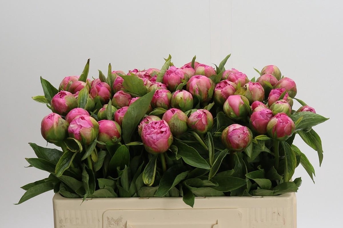 <h4>Paeonia Early Flamingo</h4>