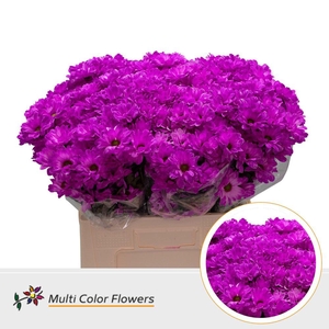 Chr. Tr 'Kennedy' DYED Fuchsia