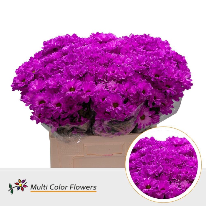 <h4>Chr. Tr 'Kennedy' DYED Fuchsia</h4>