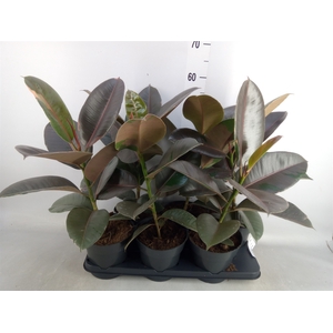 Ficus elastica 'Pink Camouflage'