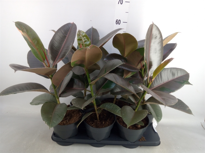 <h4>Ficus elastica 'Pink Camouflage'</h4>