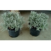 Lavandula angustifolia