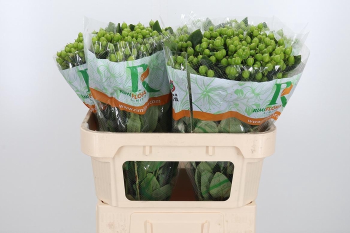 <h4>Hyp Mag Mirage</h4>