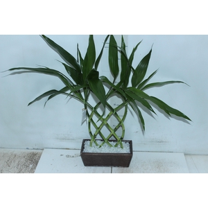 BAMBU P
