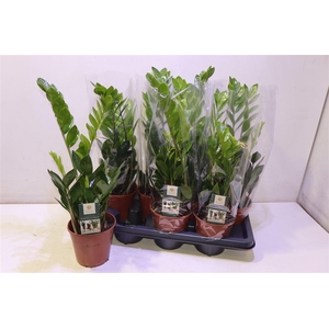 arr8 Zamio Zamiifolia