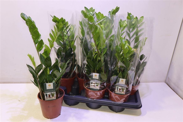 <h4>arr8 Zamio Zamiifolia</h4>