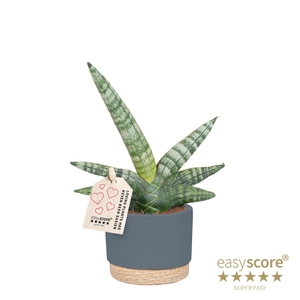 SANSEVIERIA BONCELLENSIS P7 BONCEL WB BLUE