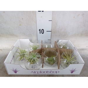 Tillandsia