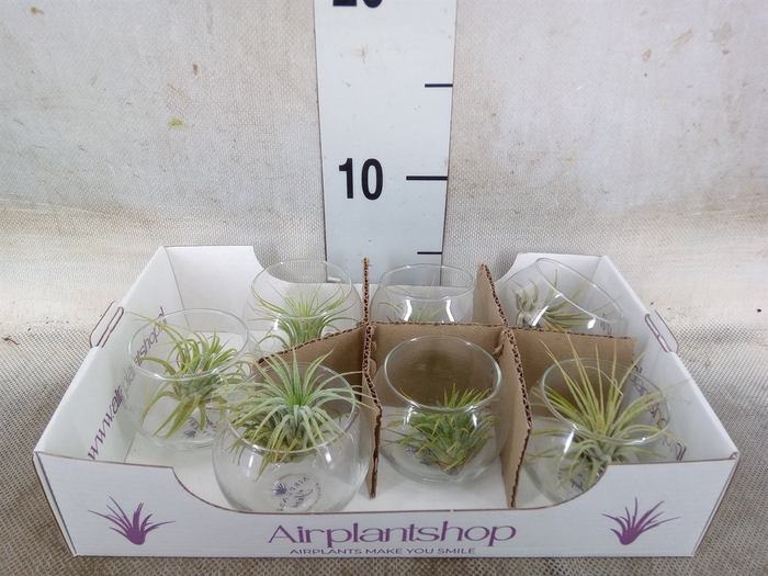 <h4>Tillandsia</h4>