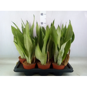 Sansevieria trifa. 'Moonshine'