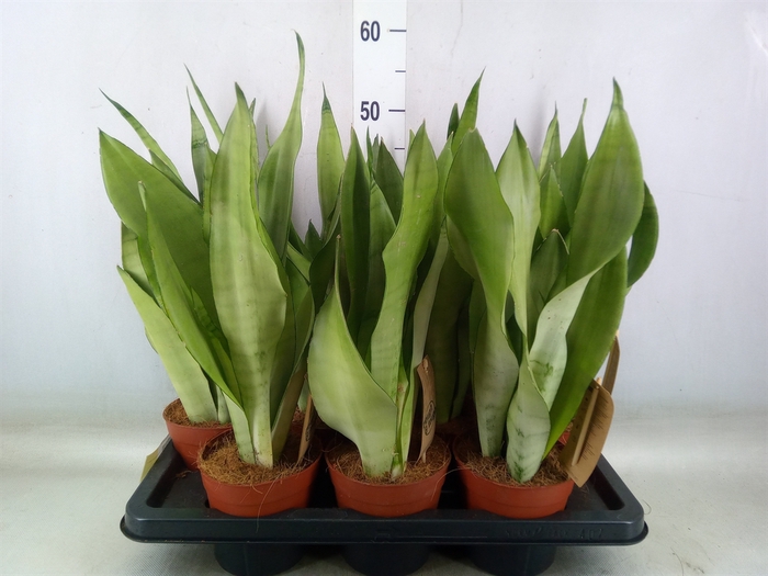 <h4>Sansevieria trifa. 'Moonshine'</h4>